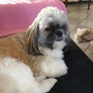Shih tzu tayson