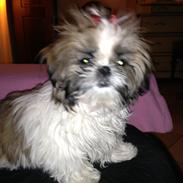 Shih tzu tayson