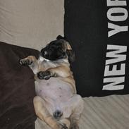 Olde english bulldogge Østergaards Olive