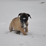 Olde english bulldogge Østergaards Olive