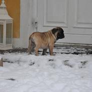 Olde english bulldogge Østergaards Olive