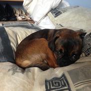 Griffon petit brabancon Ludi