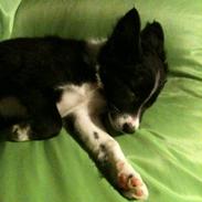 Border collie Fly-Lau