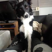 Border collie Fly-Lau