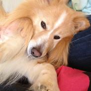 Blanding af racer Max