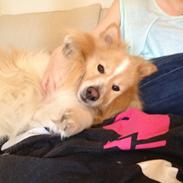 Blanding af racer Max