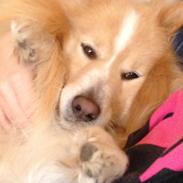 Blanding af racer Max