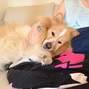 Blanding af racer Max