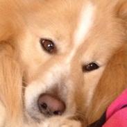 Blanding af racer Max