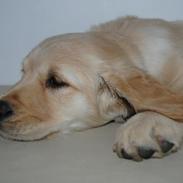 Golden retriever Smilla