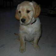 Golden retriever Smilla