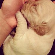 Golden retriever Smilla