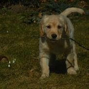 Golden retriever Smilla