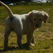 Golden retriever Smilla