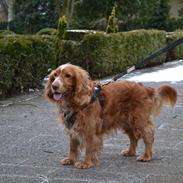 Cocker spaniel Lasse