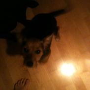 Blanding af racer Sille