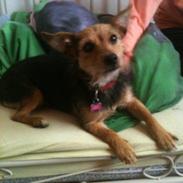 Blanding af racer Sille