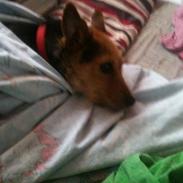 Blanding af racer Sille