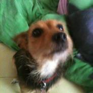 Blanding af racer Sille