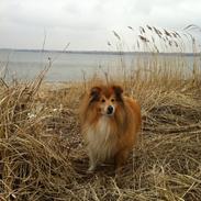 Shetland sheepdog Simba