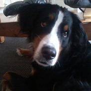 Berner sennenhund Zenta