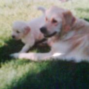 Golden retriever Samson