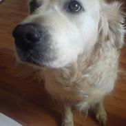 Golden retriever Samson