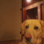 Labrador retriever Dolphi