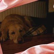 Labrador retriever Dolphi