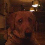 Labrador retriever Dolphi