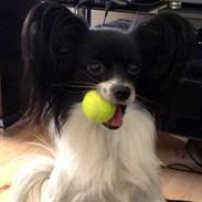 Papillon Knirkebo's Kalii