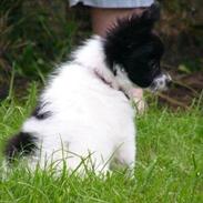 Papillon Knirkebo's Kalii