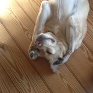 Labrador retriever Dolphi