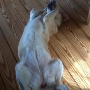 Labrador retriever Dolphi