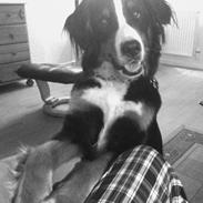 Berner sennenhund Zenta