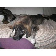 Blanding af racer Balder