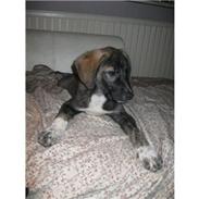 Blanding af racer Balder