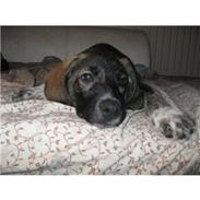 Blanding af racer Balder