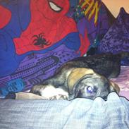 Blanding af racer Balder