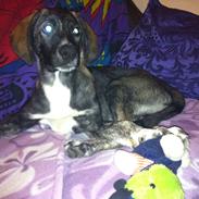 Blanding af racer Balder