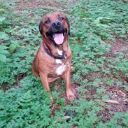 Blanding af racer Mille