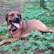 Blanding af racer Mille