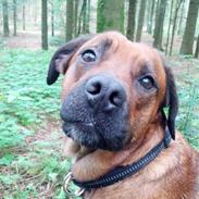 Blanding af racer Mille