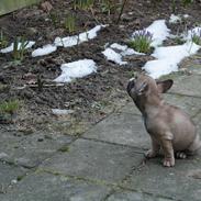 Fransk bulldog Bubber