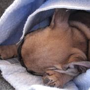 Fransk bulldog Bubber