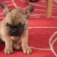Fransk bulldog Bubber
