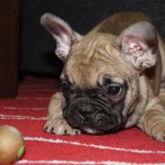 Fransk bulldog Bubber