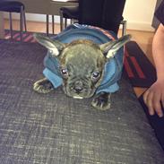 Fransk bulldog Timmo