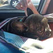 Fransk bulldog Timmo