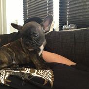 Fransk bulldog Timmo